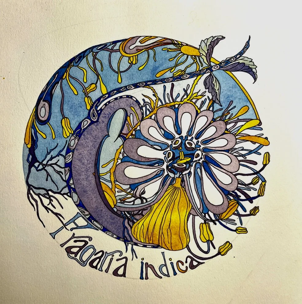 Fragaria Indica by Chris Carter