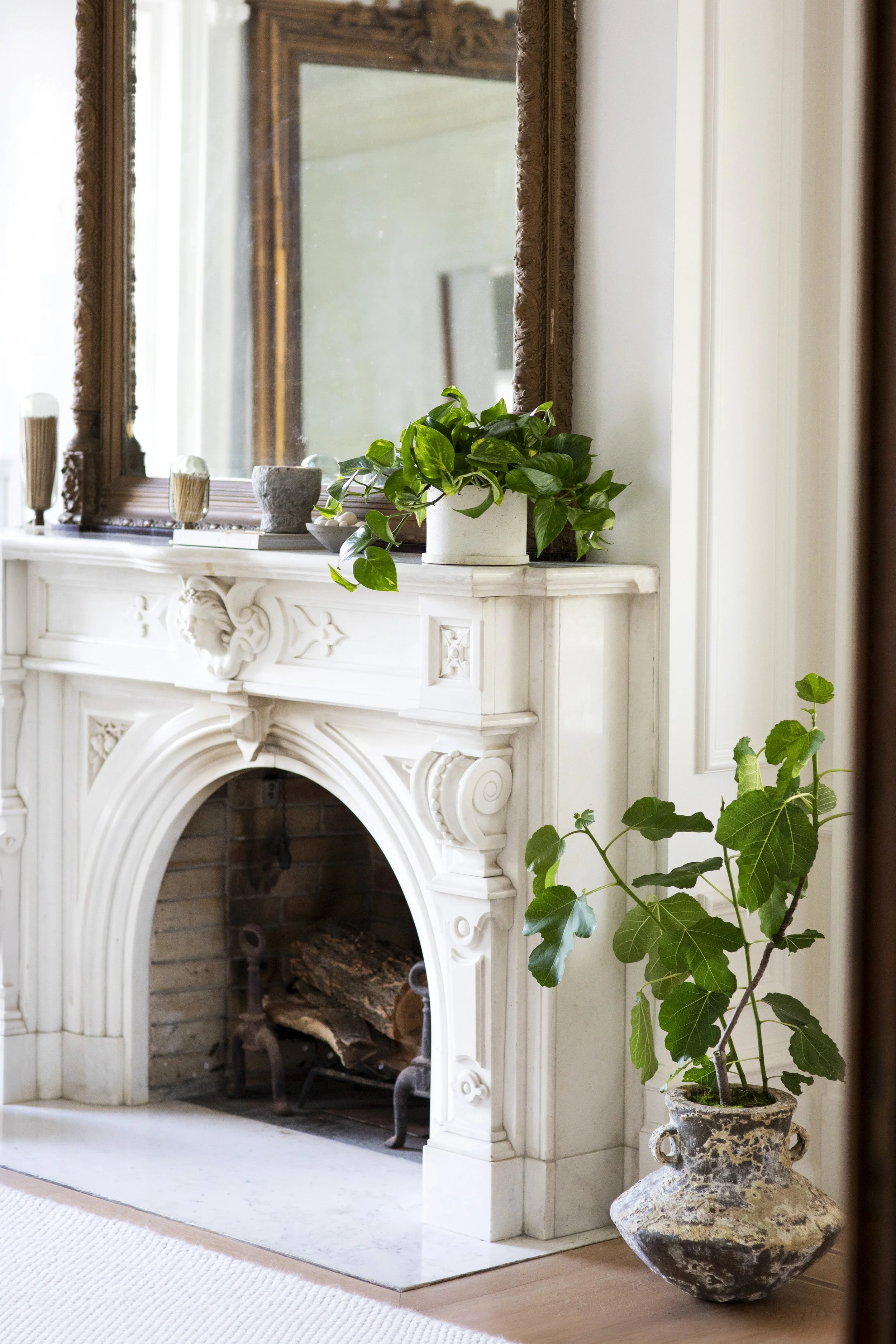 Sungrove_Pothos_0_ (1) copy.jpg