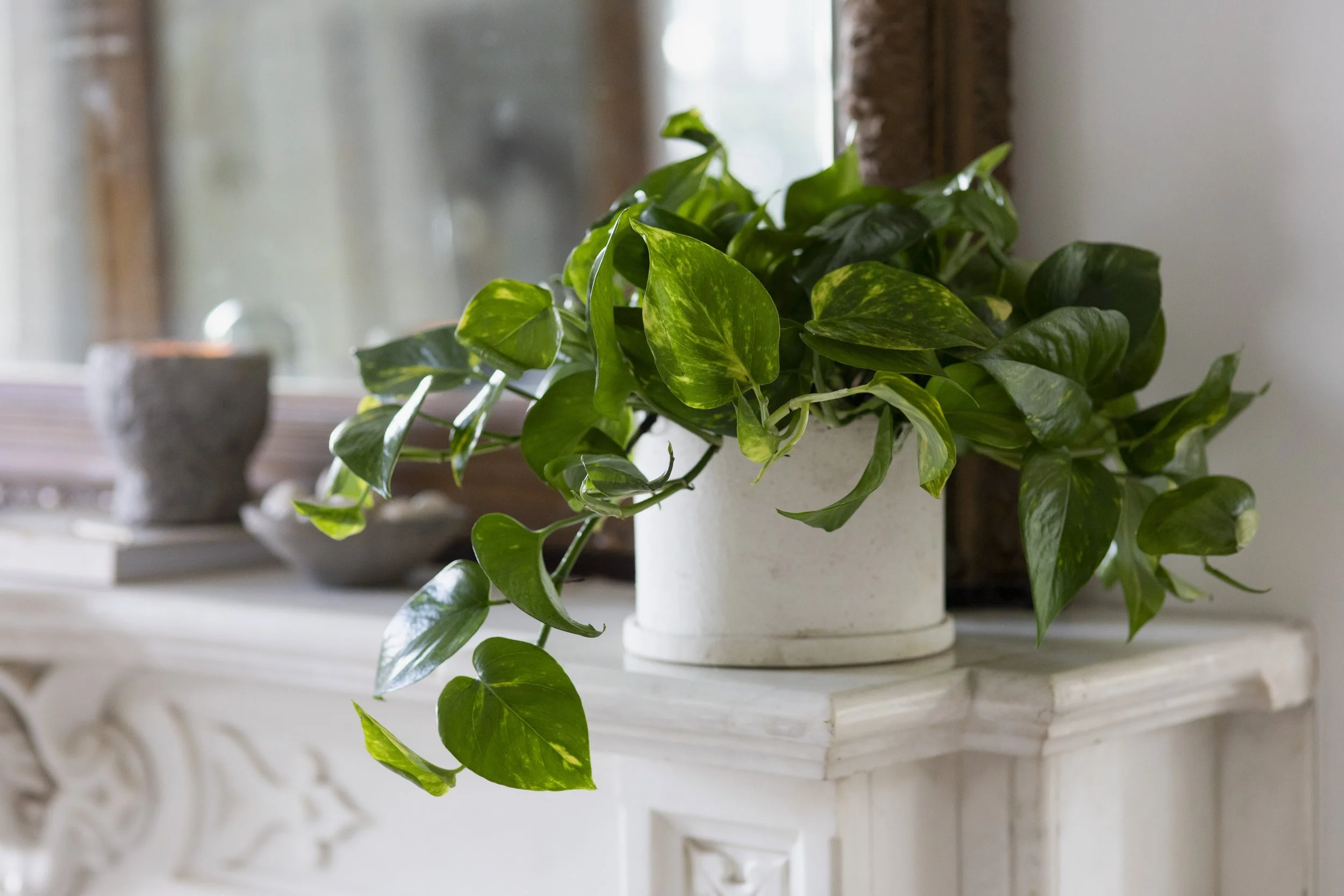 Sungrove_Pothos_2_ (1).jpg