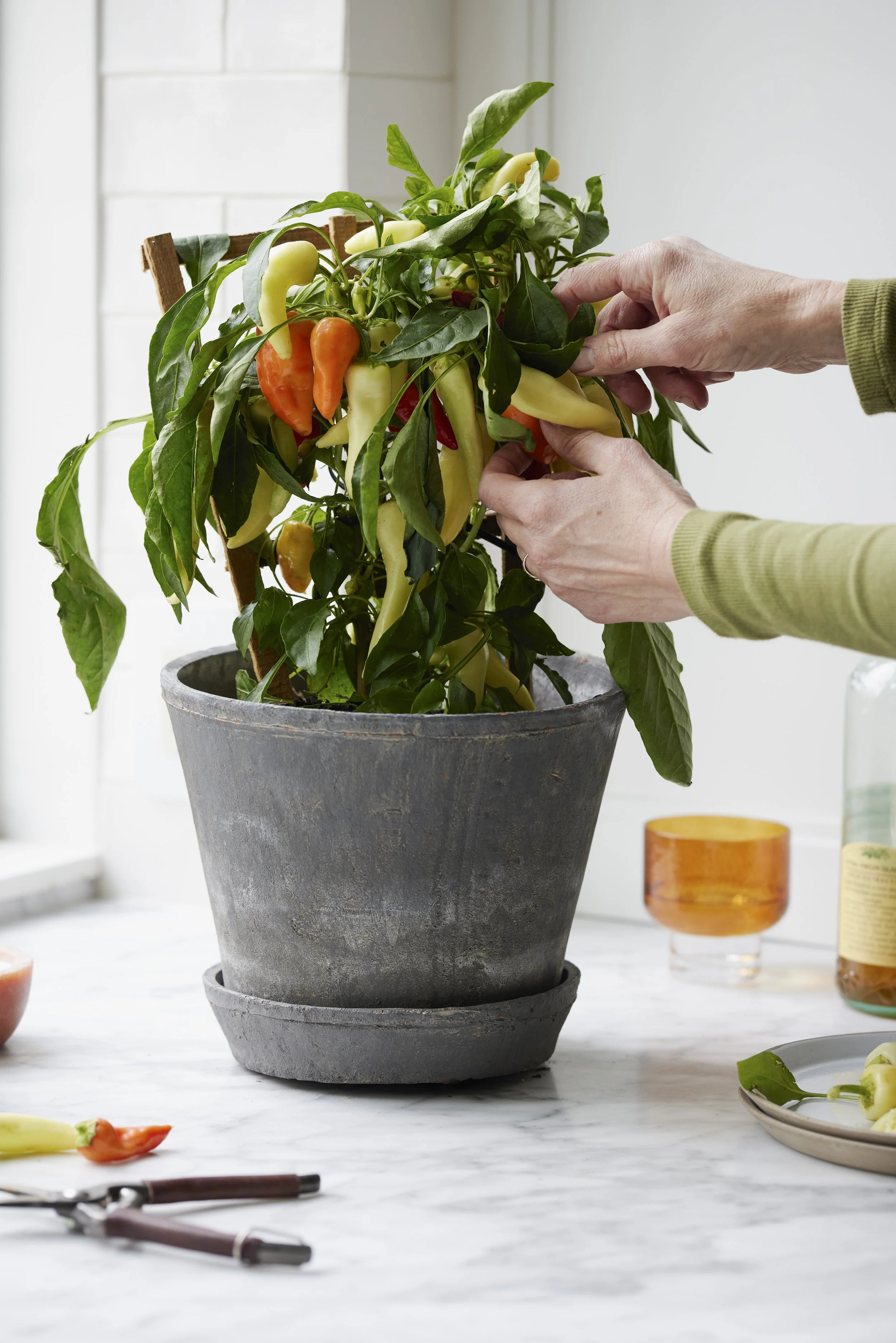 Sungrove_Pepper_3_ (1).jpg