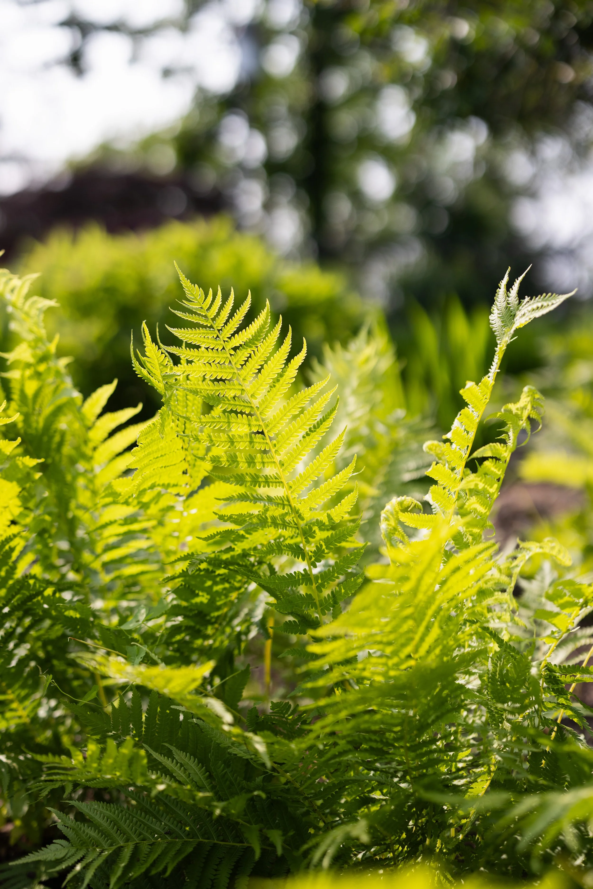 061625_Roots_4_086_.jpg