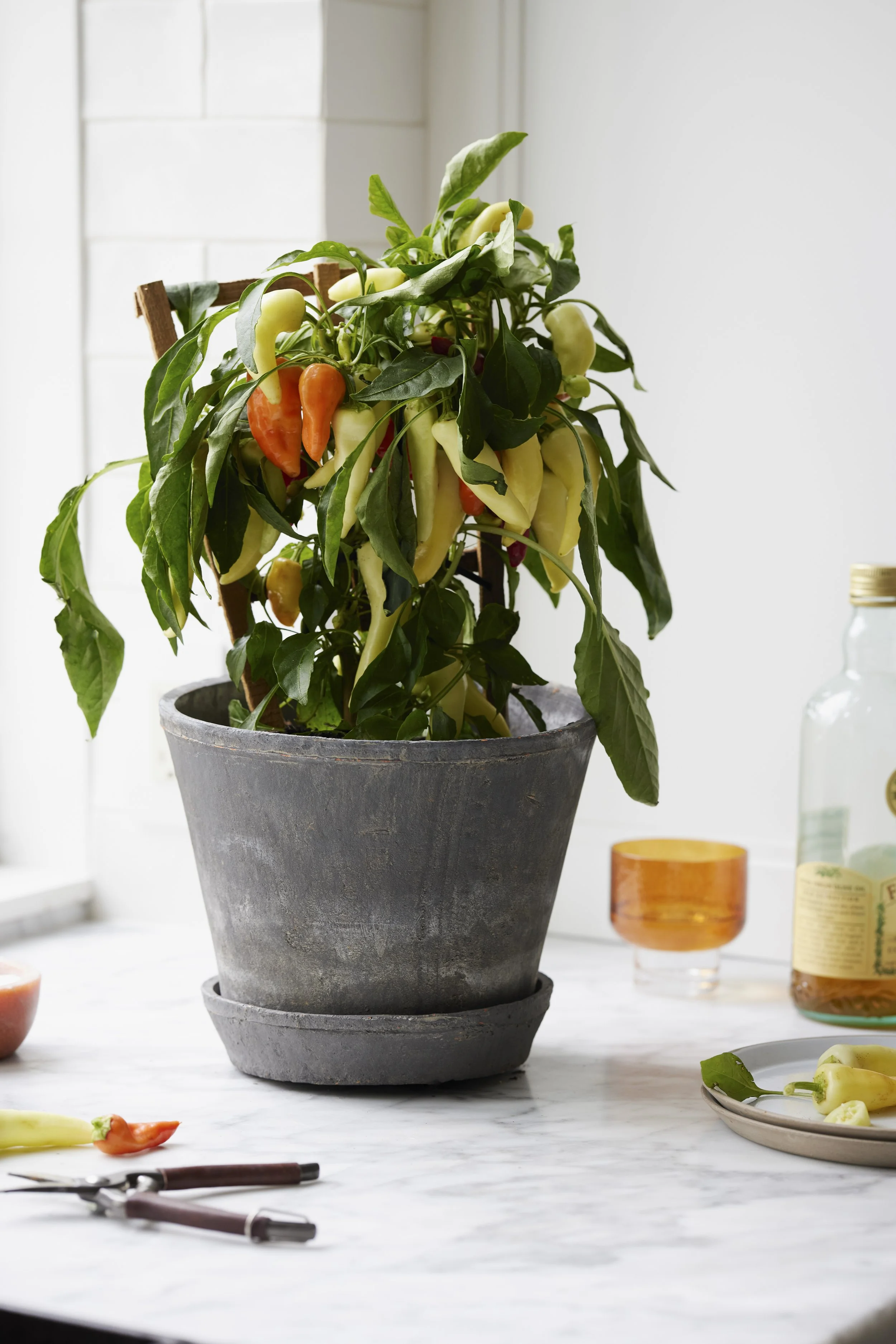 Sungrove_Pepper_0_ (1).jpg