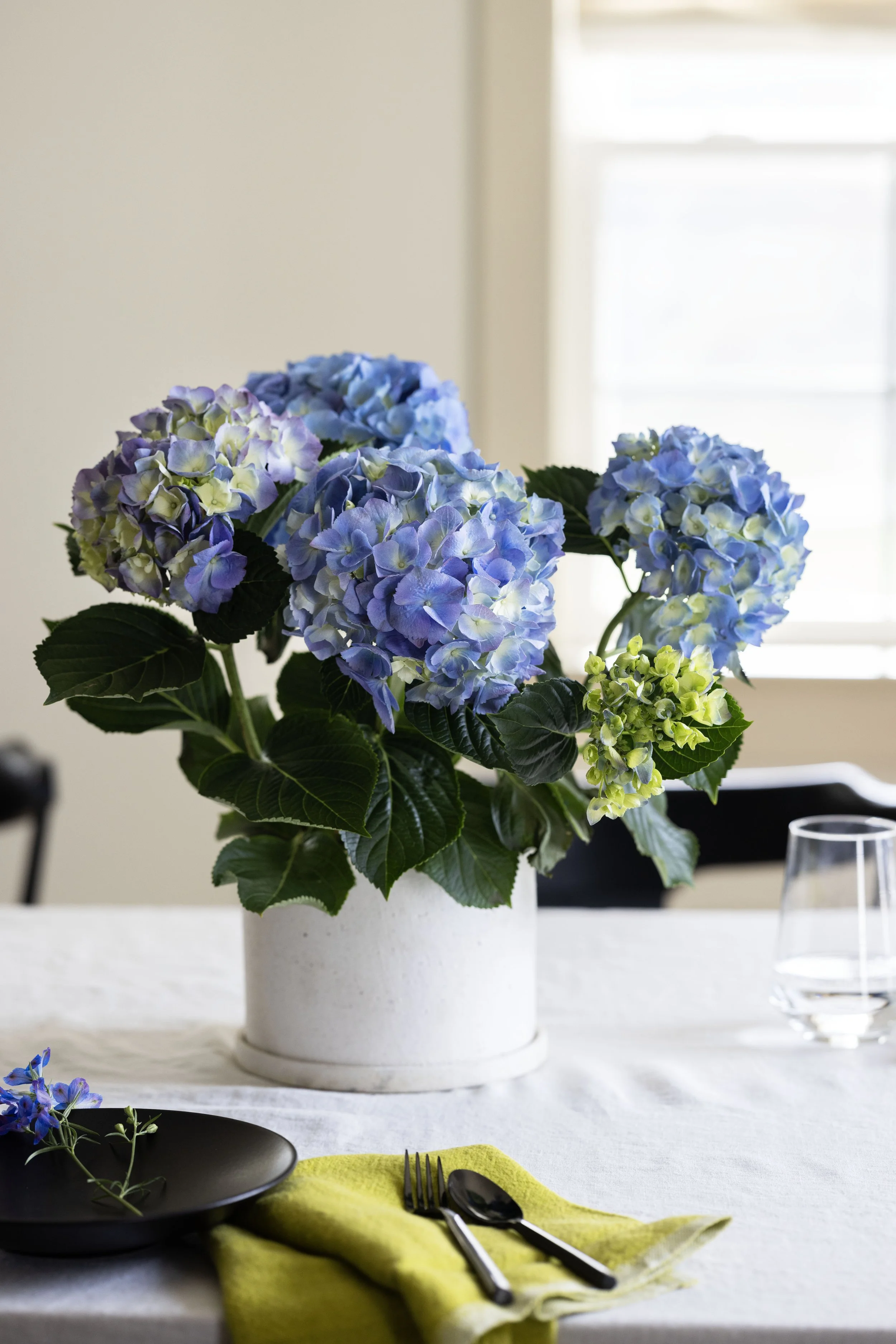 031624_Sungrove_Hydrangea_003_.jpg