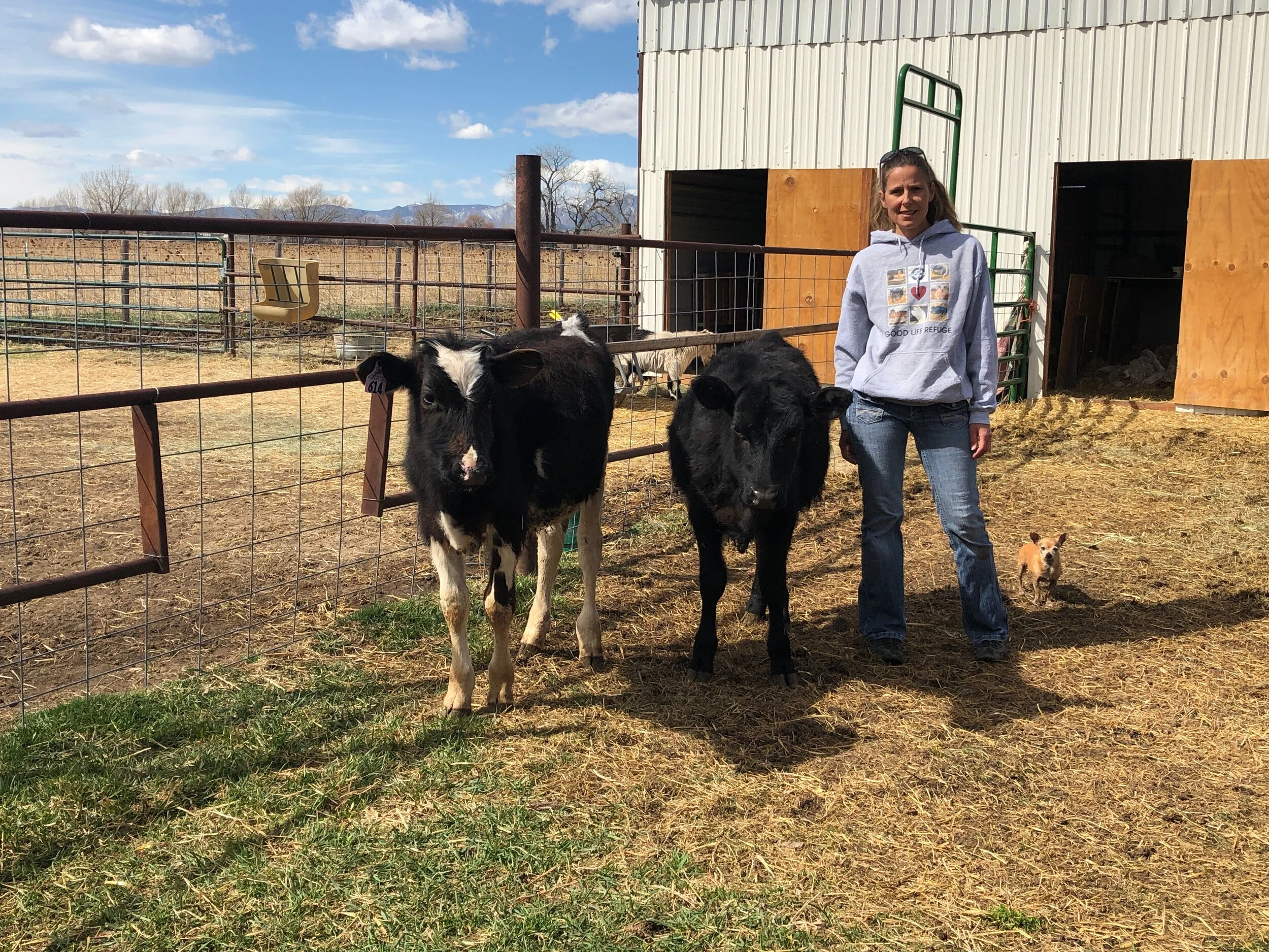 Cows + Nicole 2.jpeg