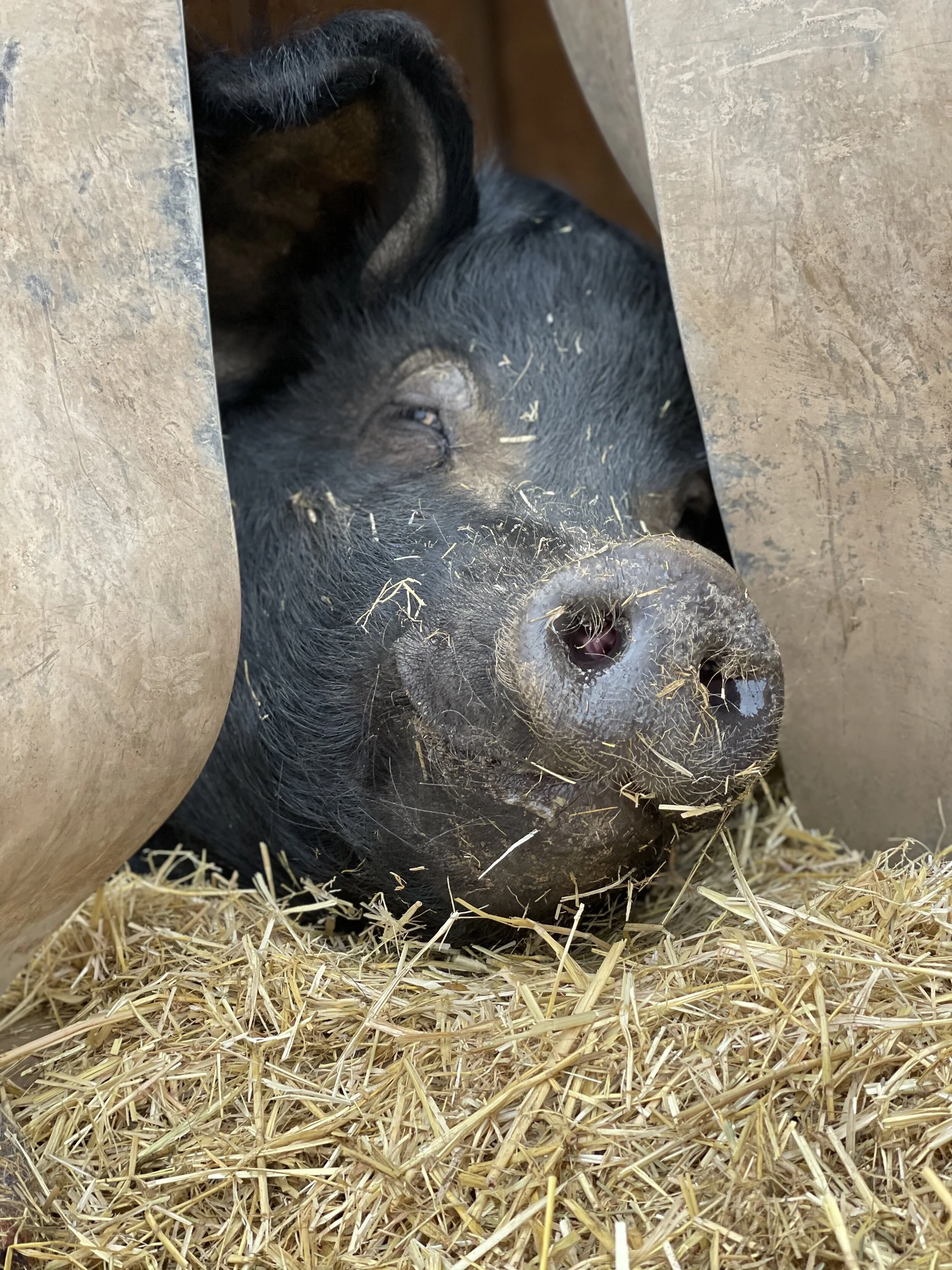 Sofia all snuggled up in a bed of straw