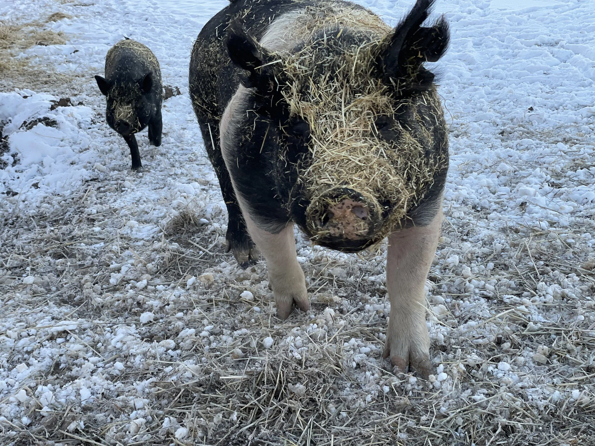 Hot Cocoa & Animal Snuggles ❄️🐾