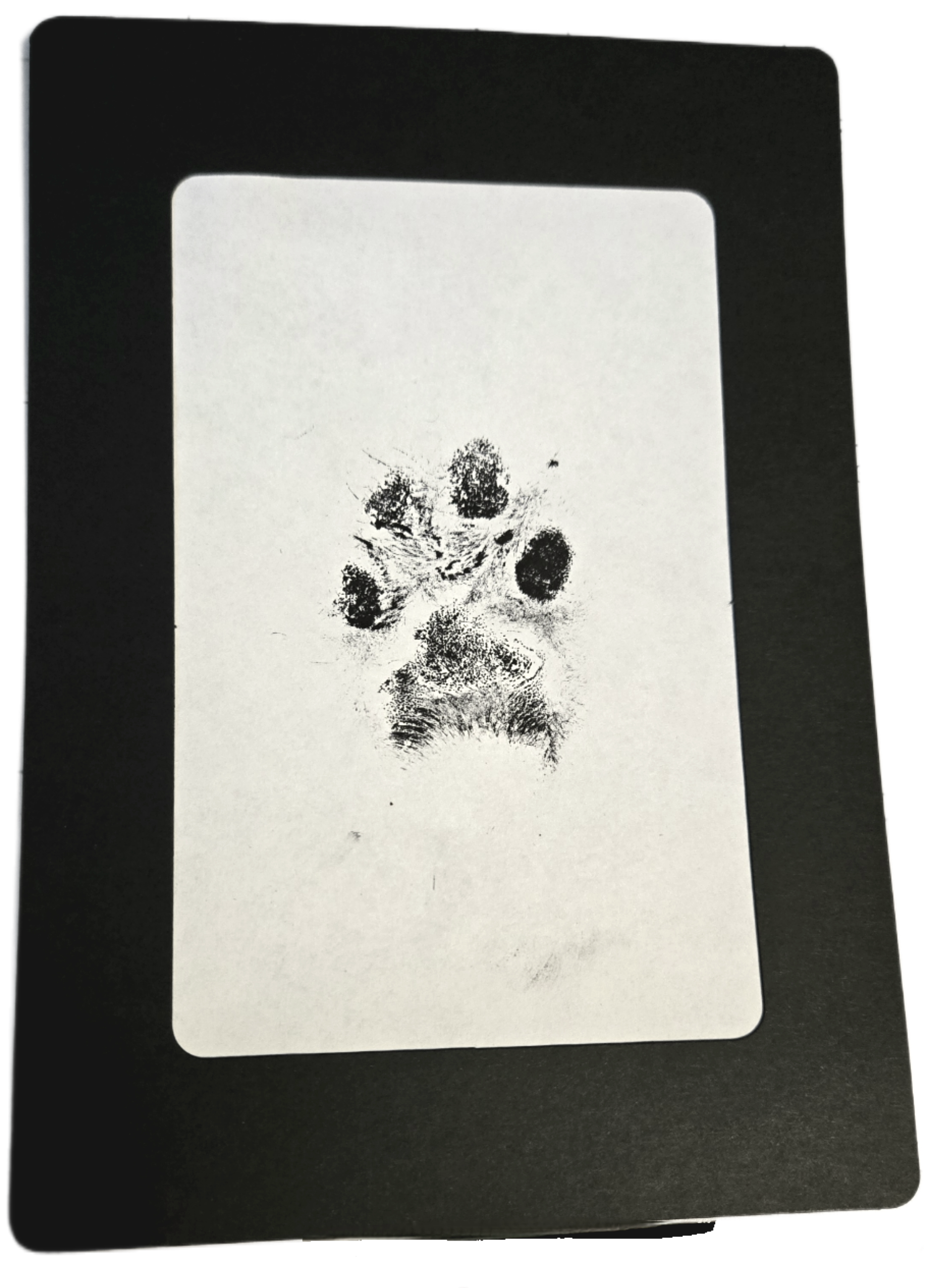 Ink Print on Paper