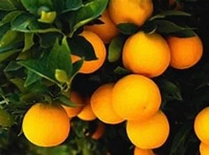 A Tree and Its Fruit