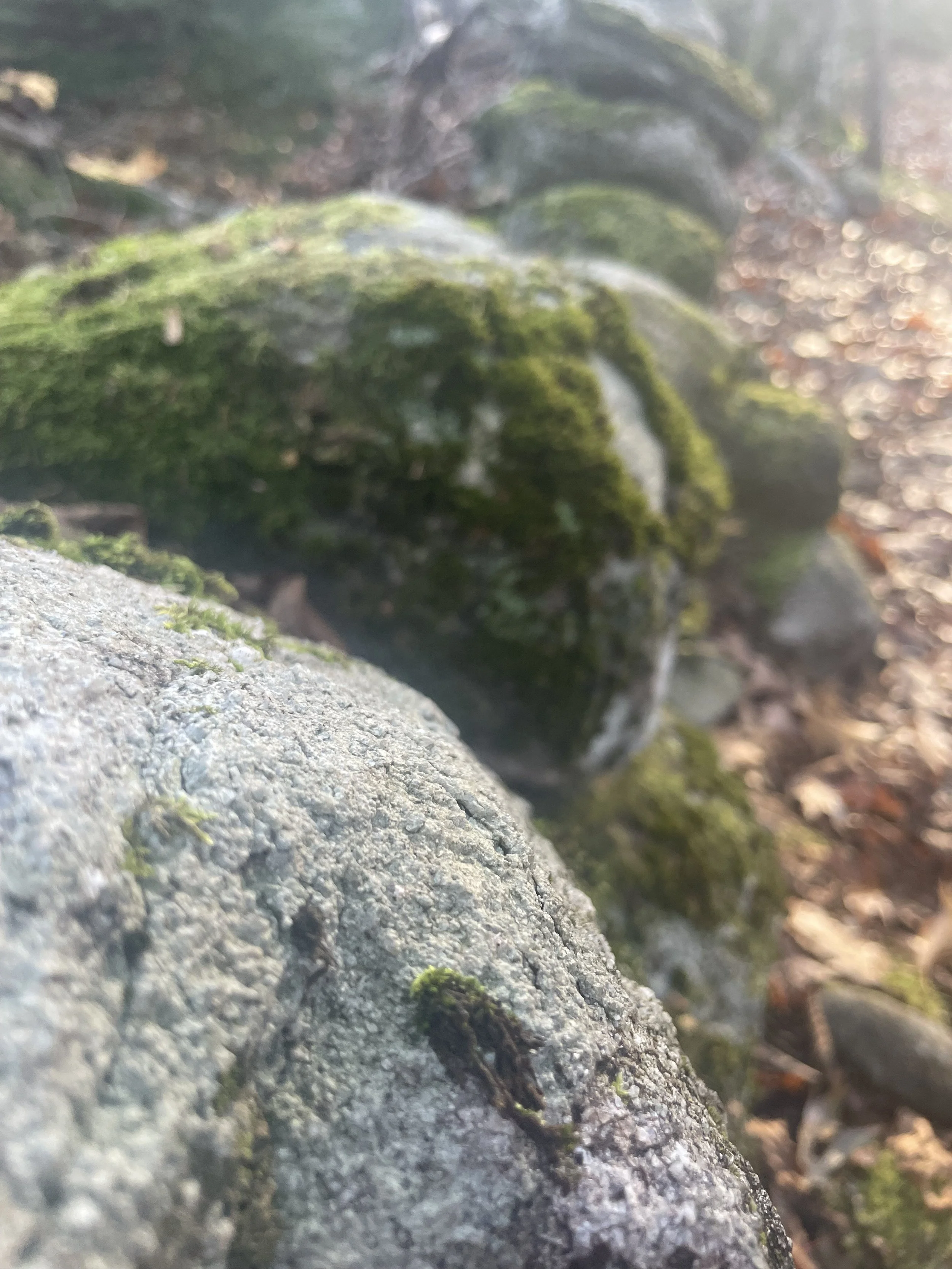 IMG_6705.jpeg