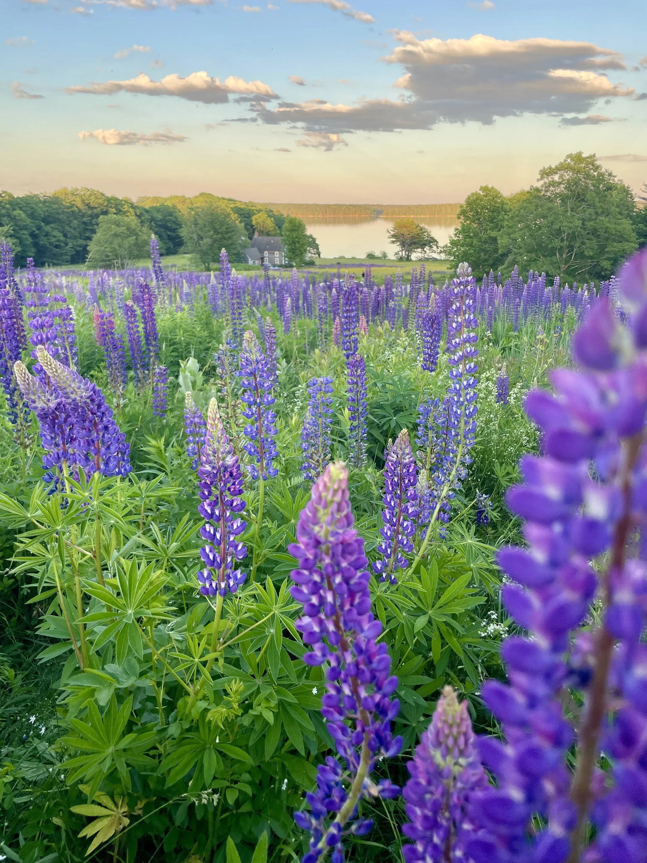 Lupine season in Maine