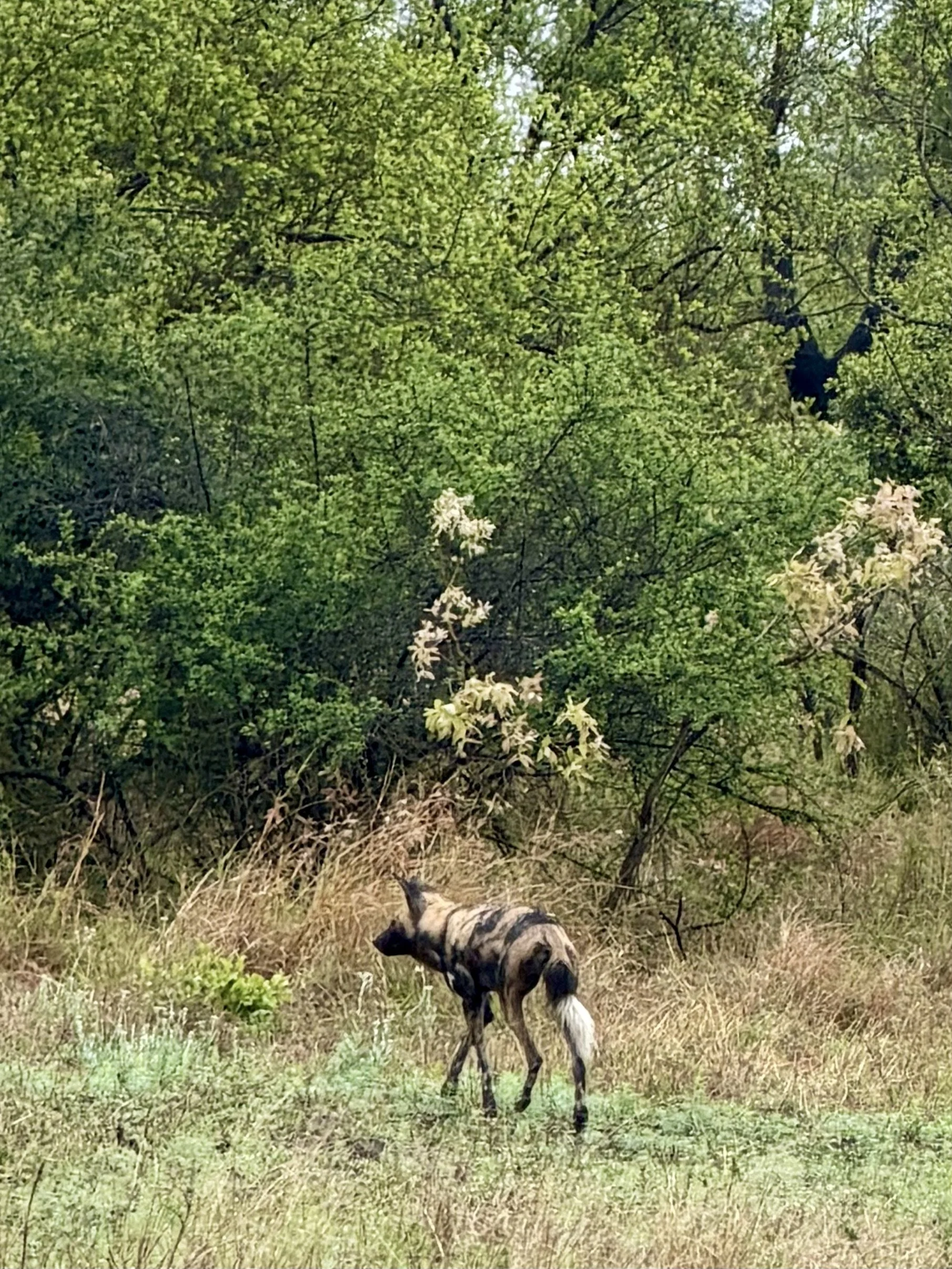 IMG_0643.jpeg
