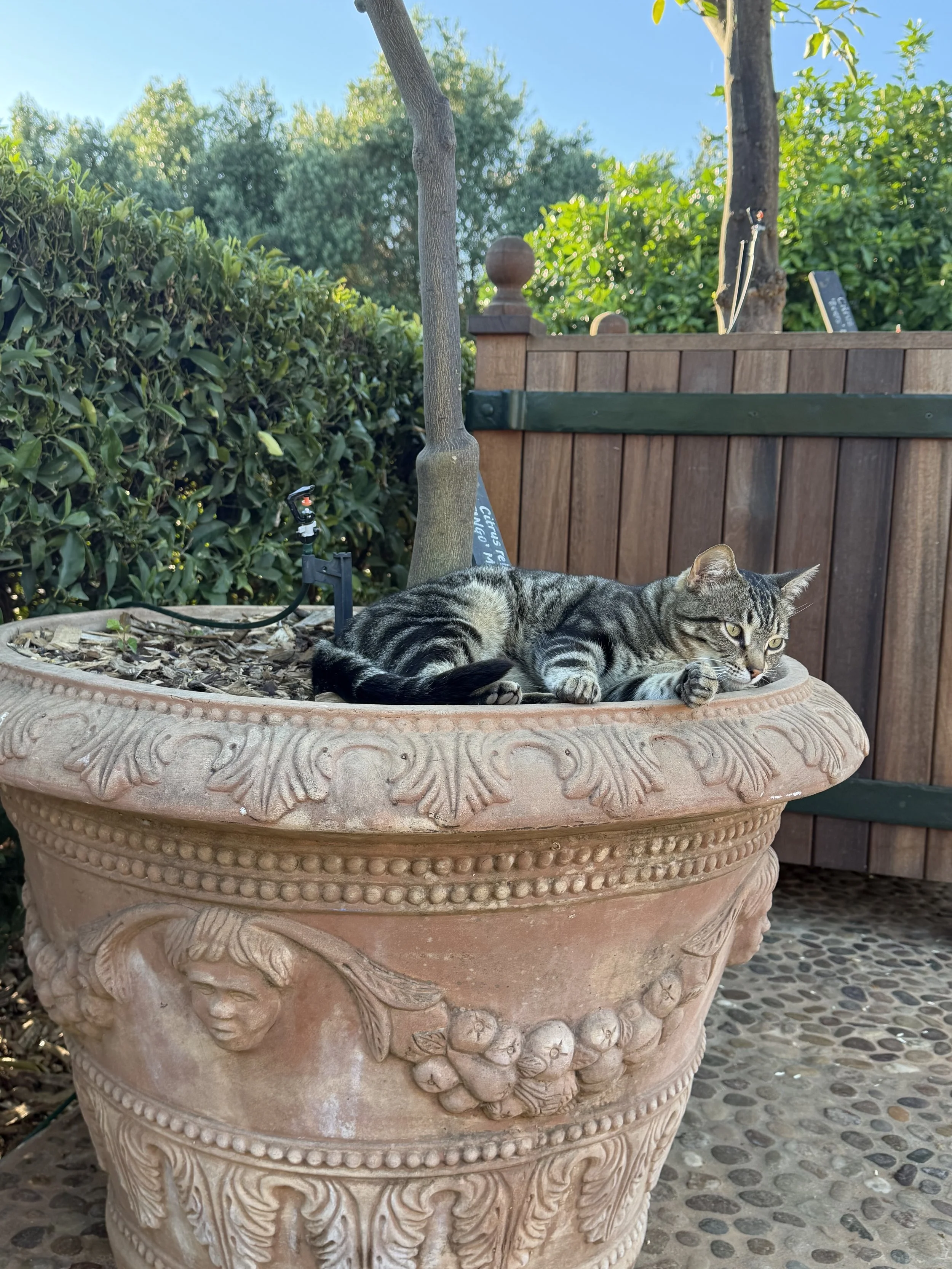 IMG_0899.jpeg