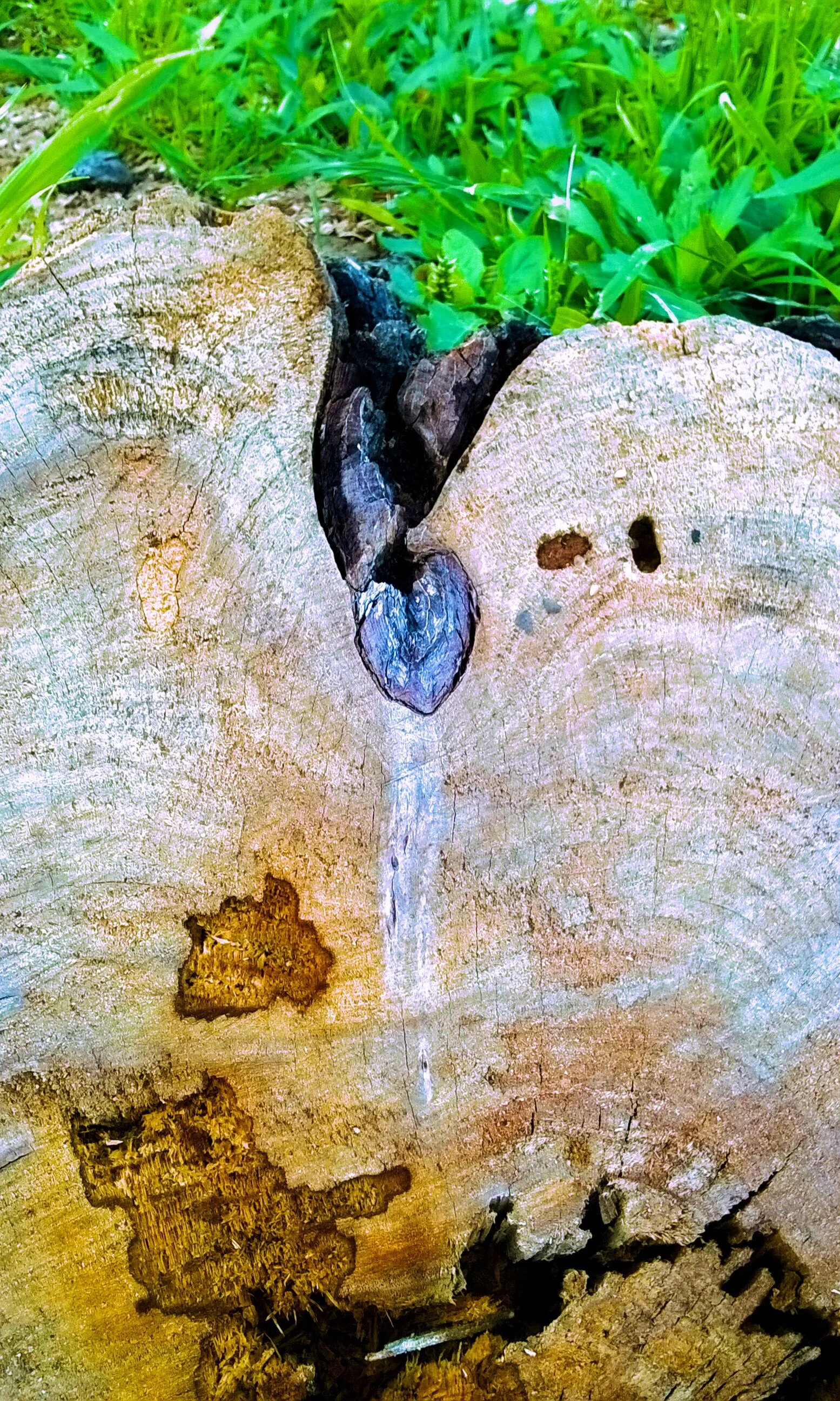 TRUNKSEXUALITY, POR MAJO VIDAL