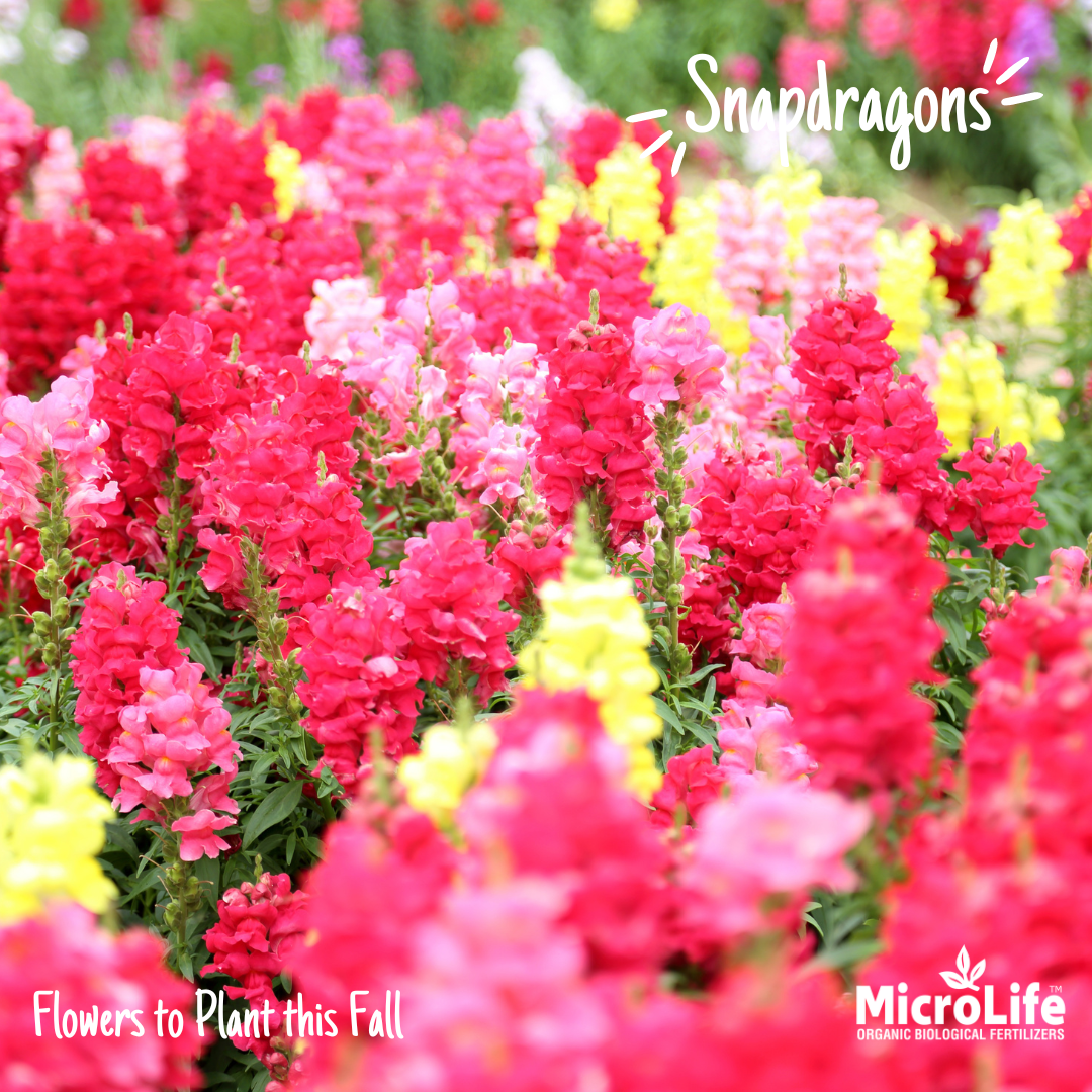 snapdragons (1).png