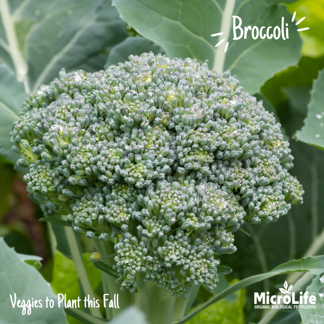 broccoli.png