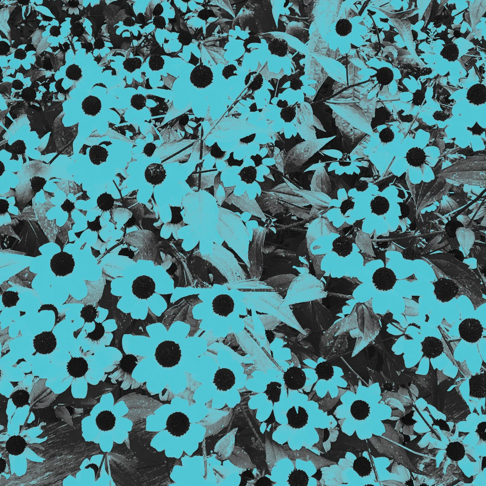 blueflowers.jpg