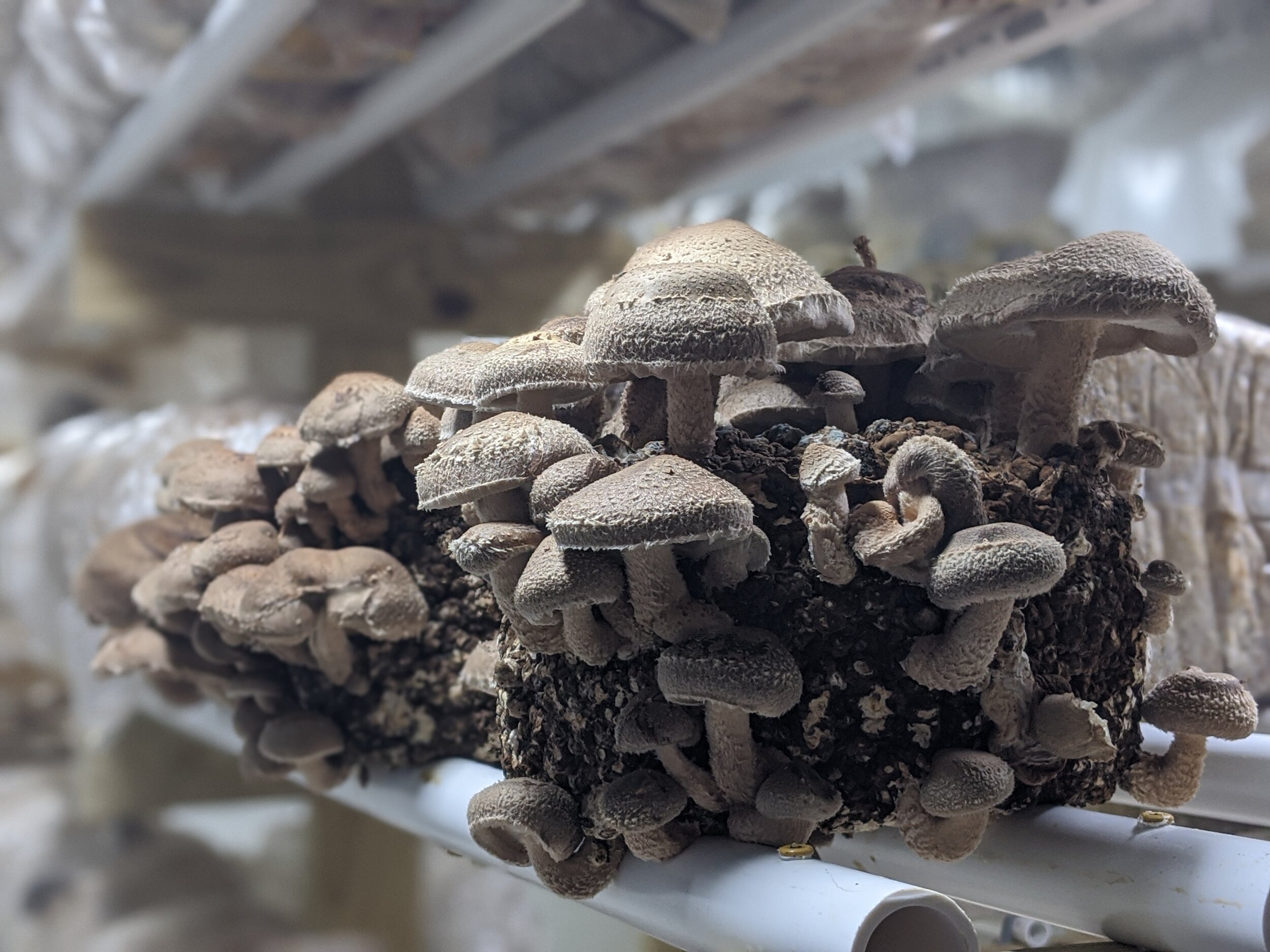 shiitake2.jpg
