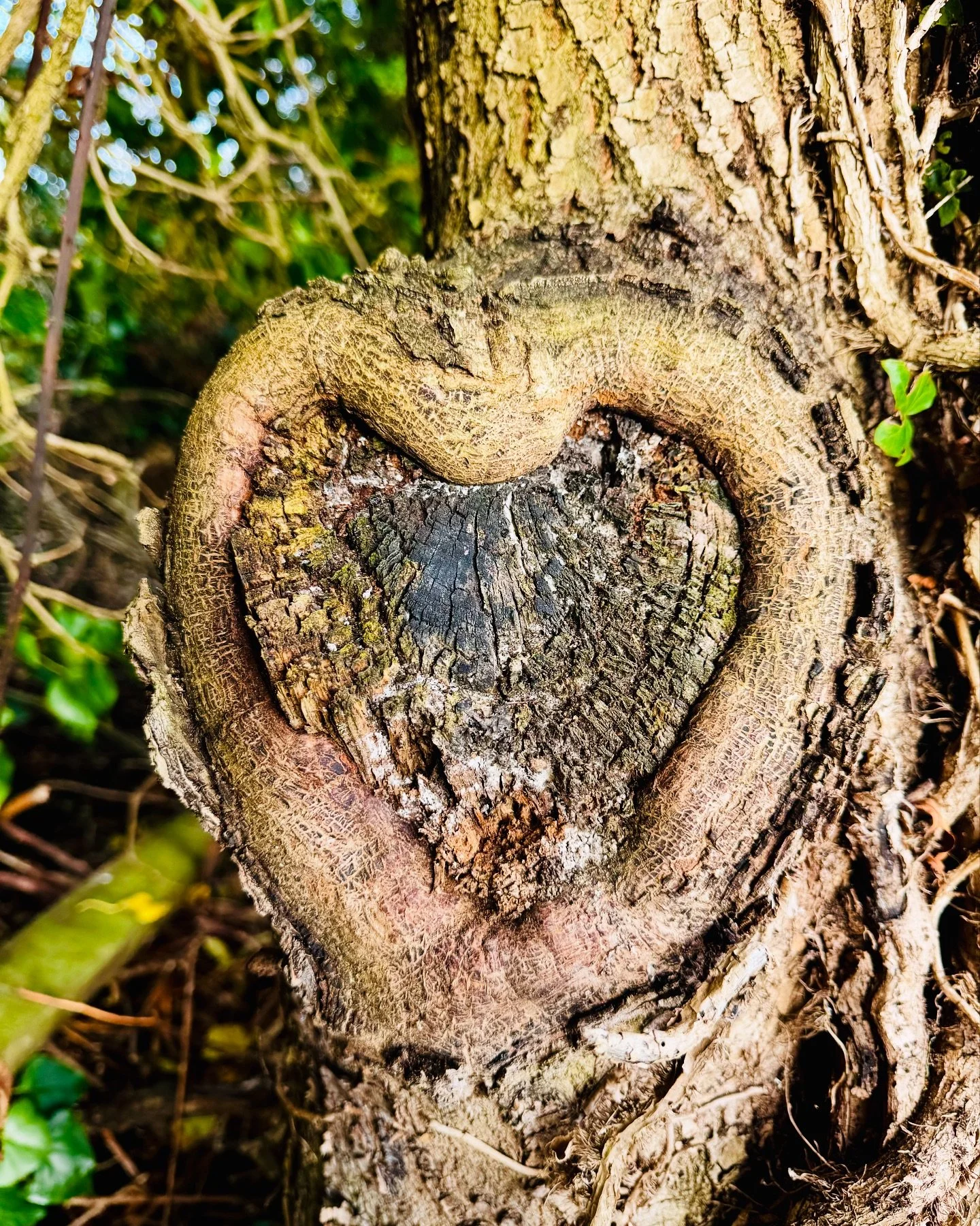 Symbolism And Meaning 
&nbsp;
In Celtic folklore, ivy is a symbol of resilience and the intertwining connections of life. Its ability to cling and thrive, even in the harshest conditions implies strength and endurance with others, the natural world, 