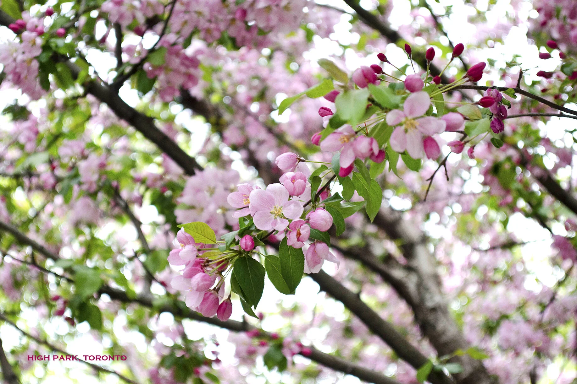 Rideau Canal Skateway Ottawa