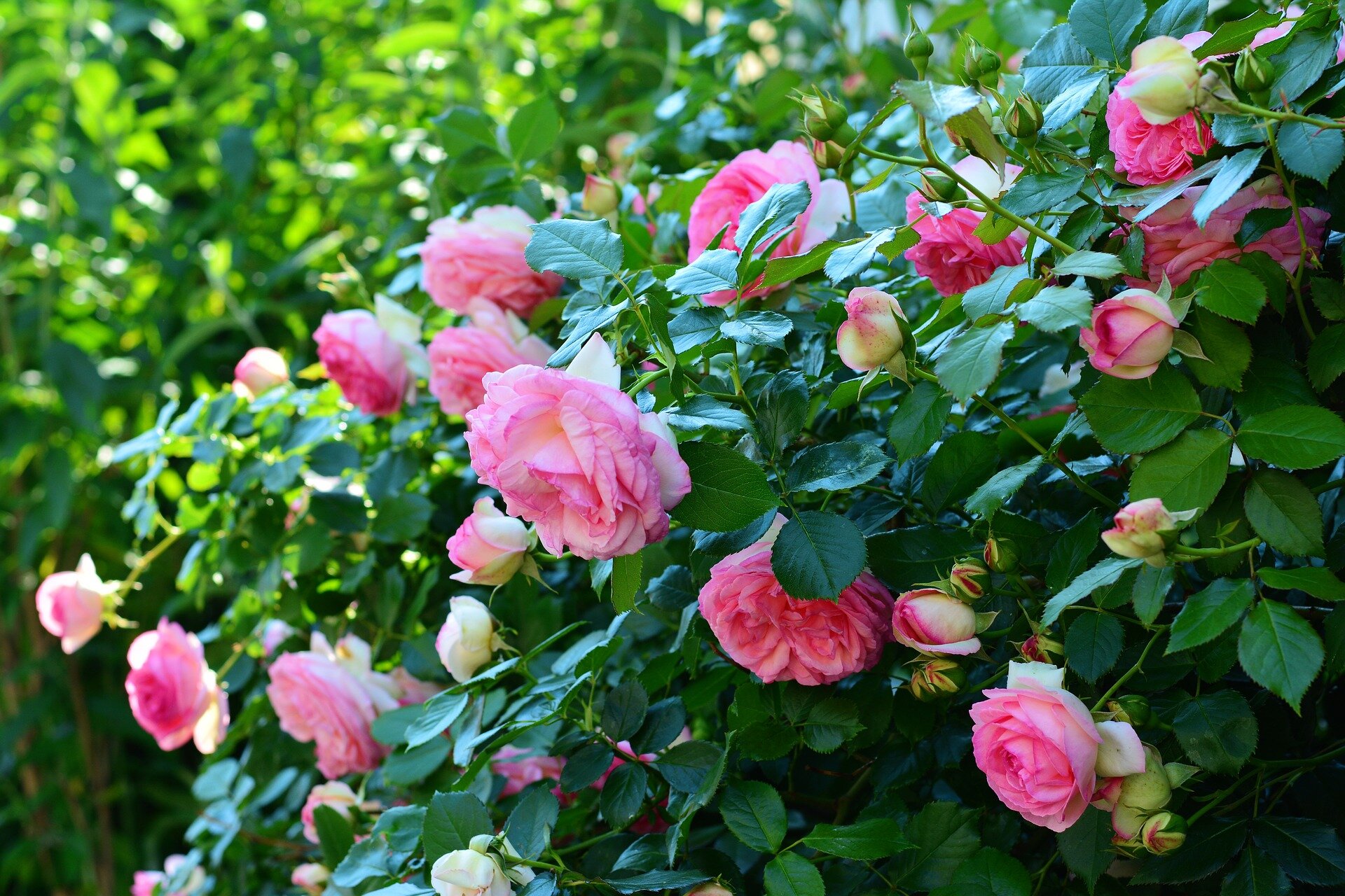 roses-3426105_1920.jpg