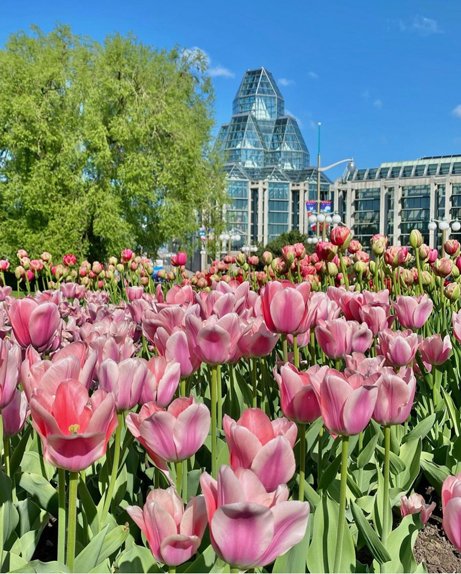 National Gallery of Canada with tulips Ottawa