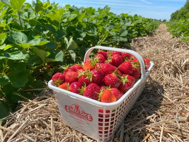 Pick Your Own, Pick Local; Sweet Berry Picking Spots Near Ottawa