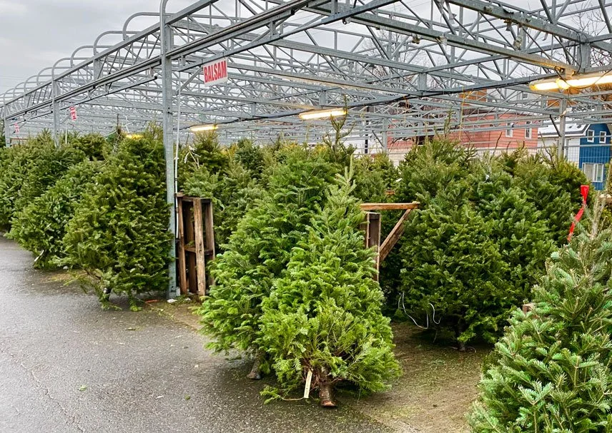 Parkdale Market Ottawa Christmas tree 