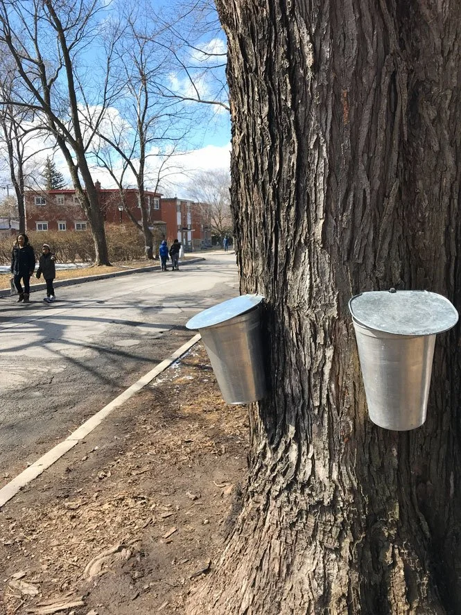 Museopark Vanier Ottawa sugar shacks