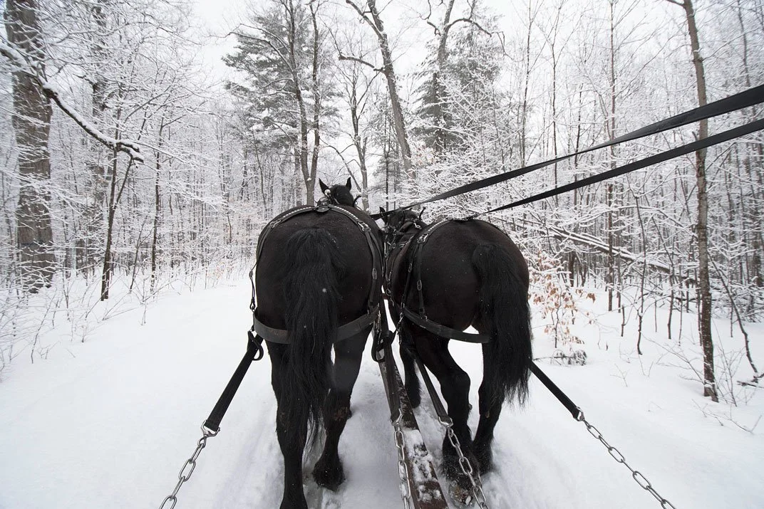 Horse-drawn Sleigh ride at Fulton's Sugar Bush and Maple Shop Ottawa Sugar Shacks