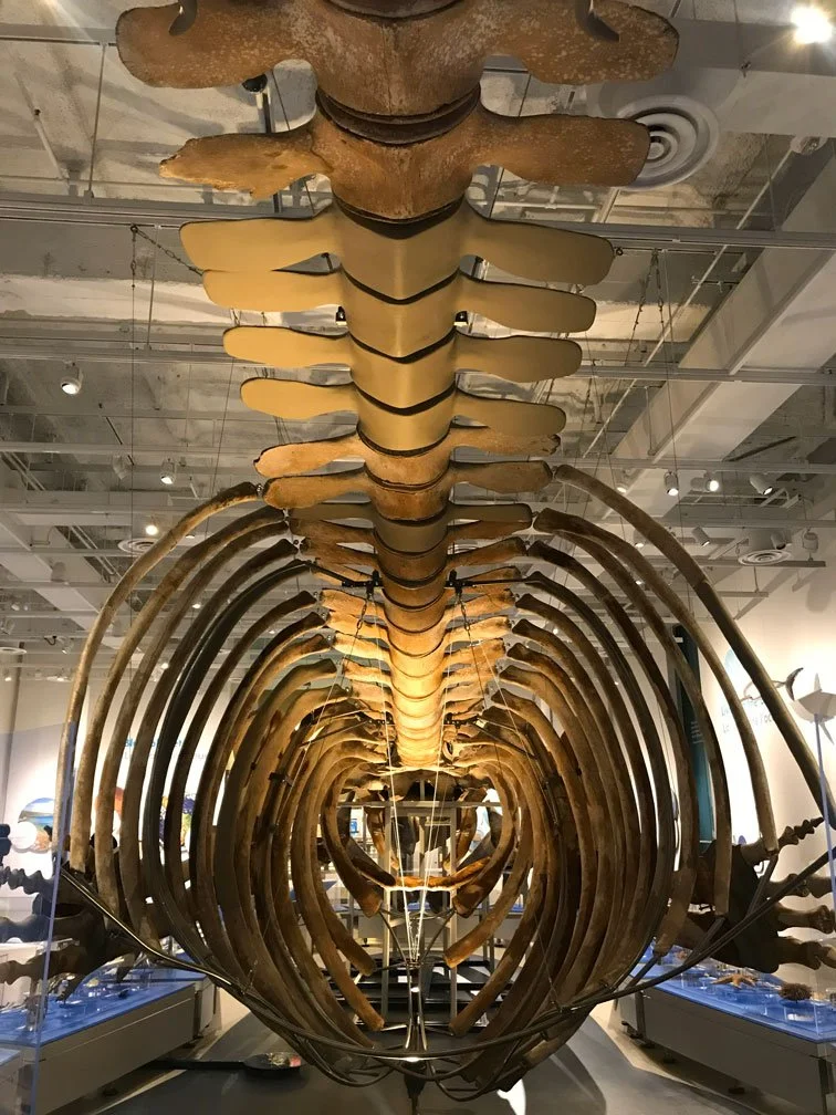 Canadian museum of nature ottawa museums