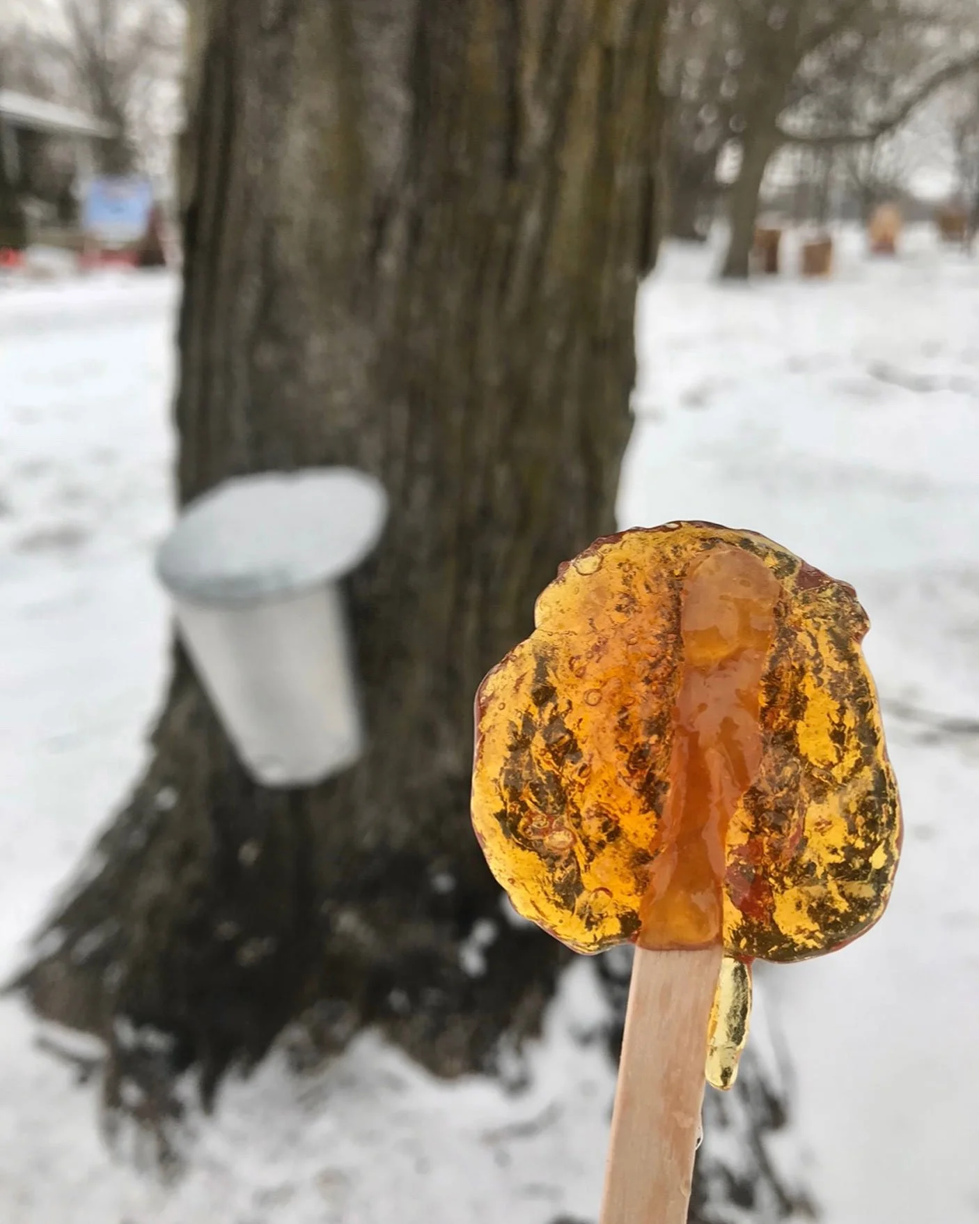 Stanley's Olde Maple Lane Farm March Break Ottawa
