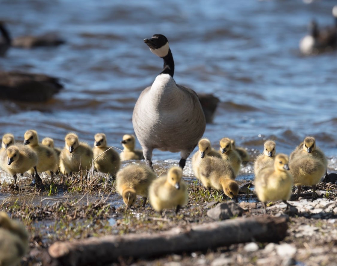 Ottawa River pathway spring