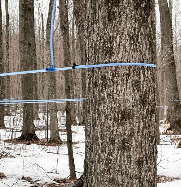 Temple's Sugar Bush Lanark County maple sugar bush ontario