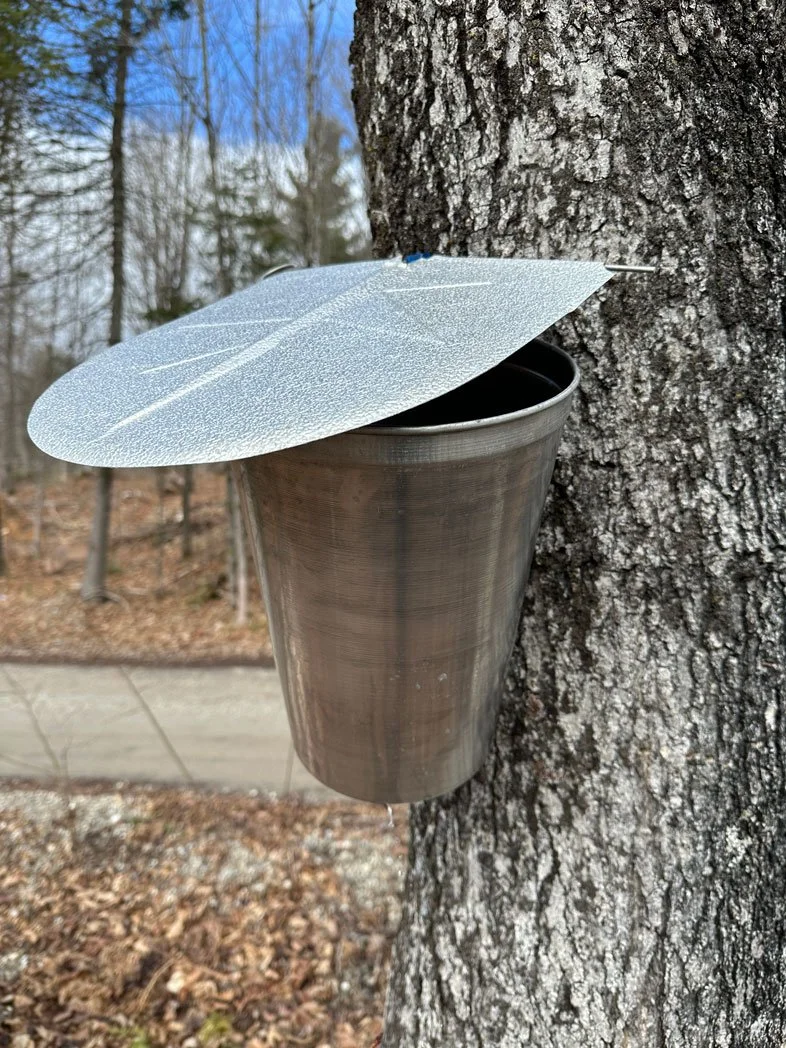 Wheelers Maple Lanark County maple syrup ontario 