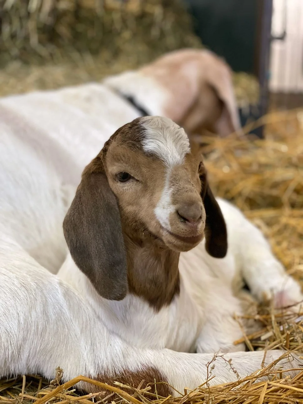 Canada Agriculture and food museum Ottawa farms family activities