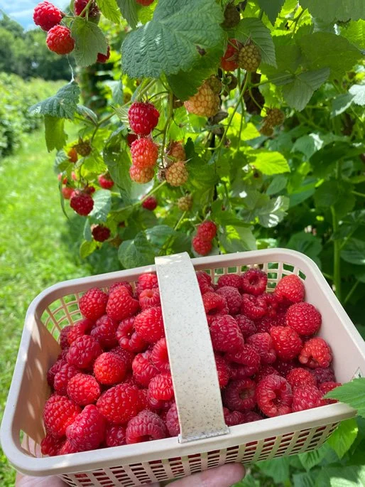 Proulx Farm berry picking Ottawa farms