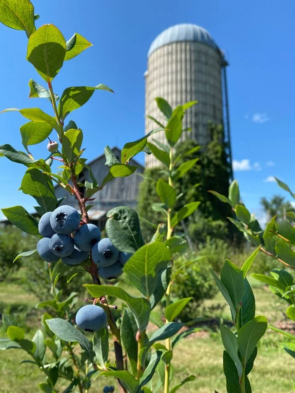Balderson Blueberries Ottawa berry picking