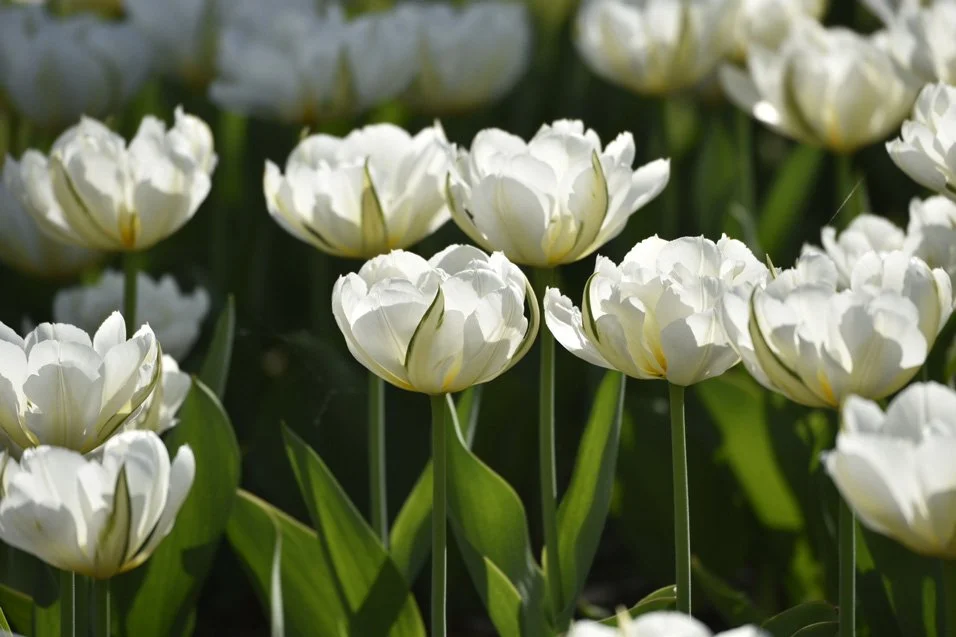 Ornamental Gardens Ottawa