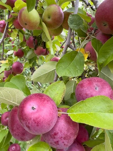 PInewood Orchards Ottawa