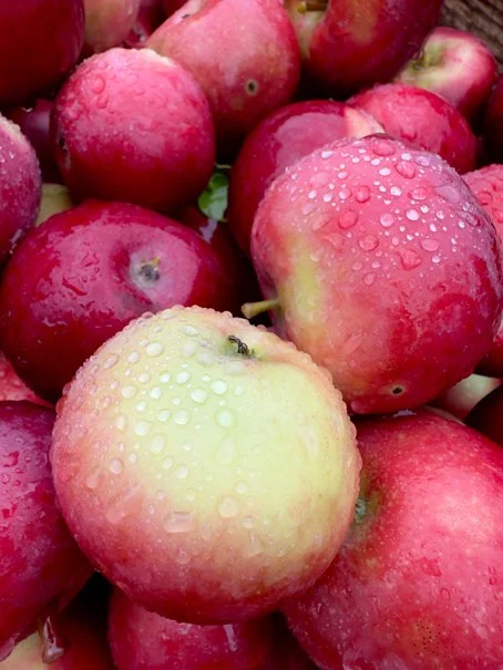 PInewood Orchards Ottawa