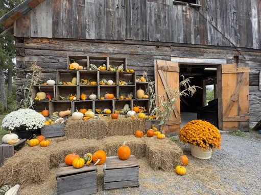 Pumpkins at Pinewood Orchard