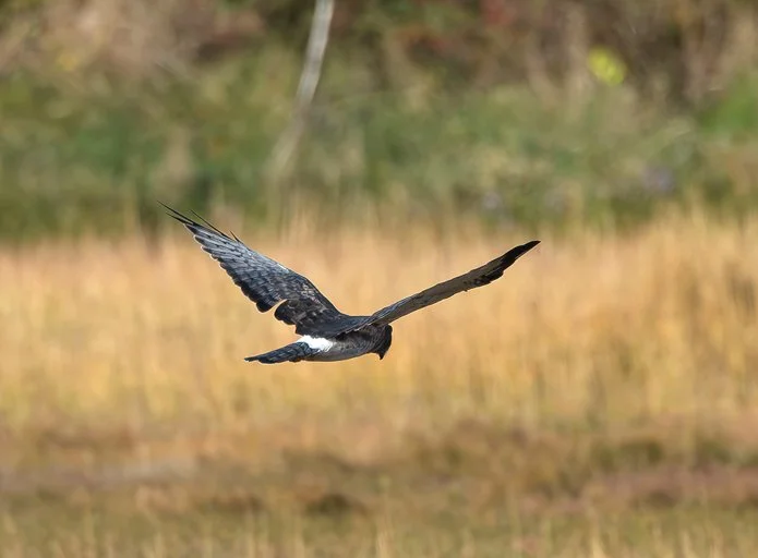 Northern Harrier