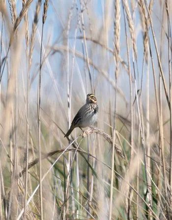 Savannah sparrow