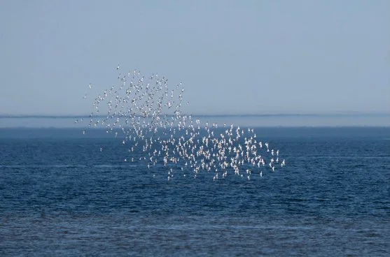 Shorebirds in flight