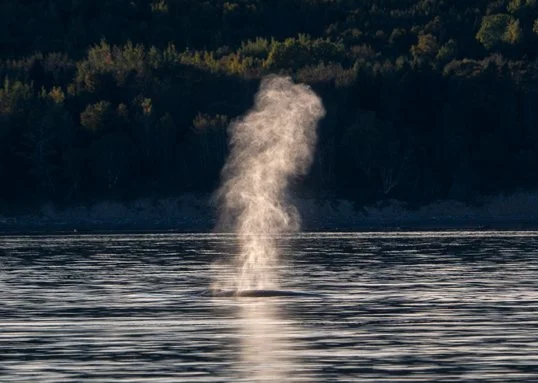 Whale watching boat tour Tadoussac Quebec