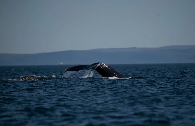 Whale watching boat tour Tadoussac Quebec