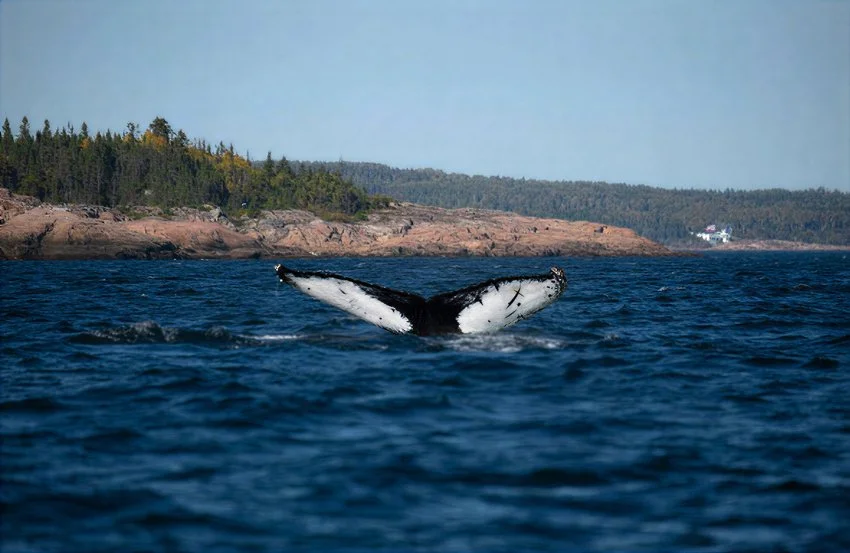 Whale watching boat tour Tadoussac Quebec