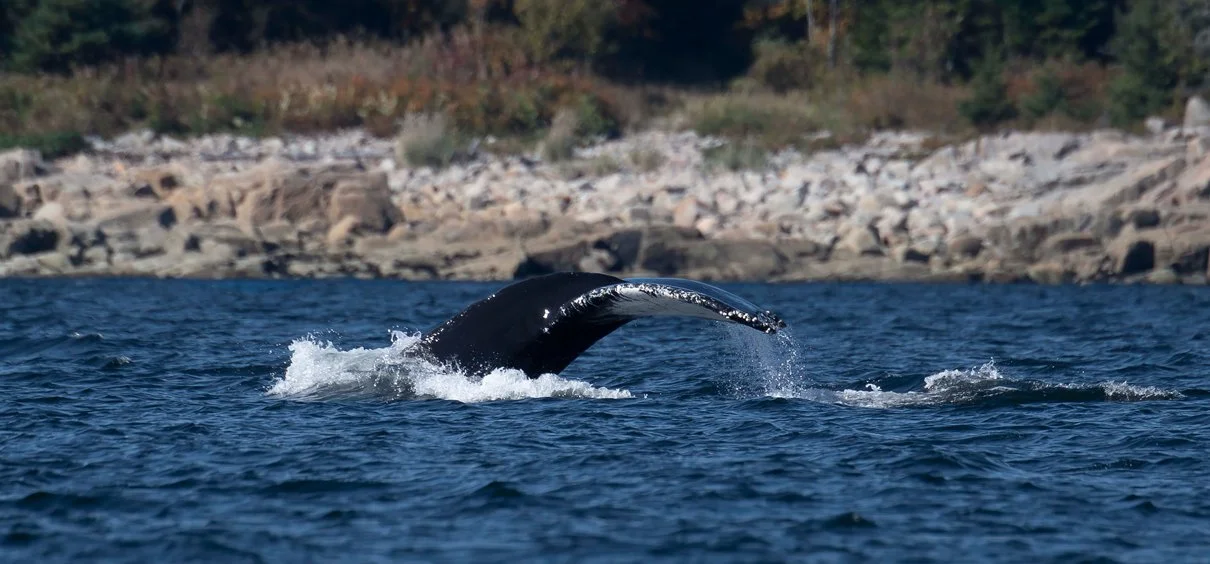 Whales, Wildlife and Outdoor Adventure; 11 Cool Things to do in Tadoussac, Québec