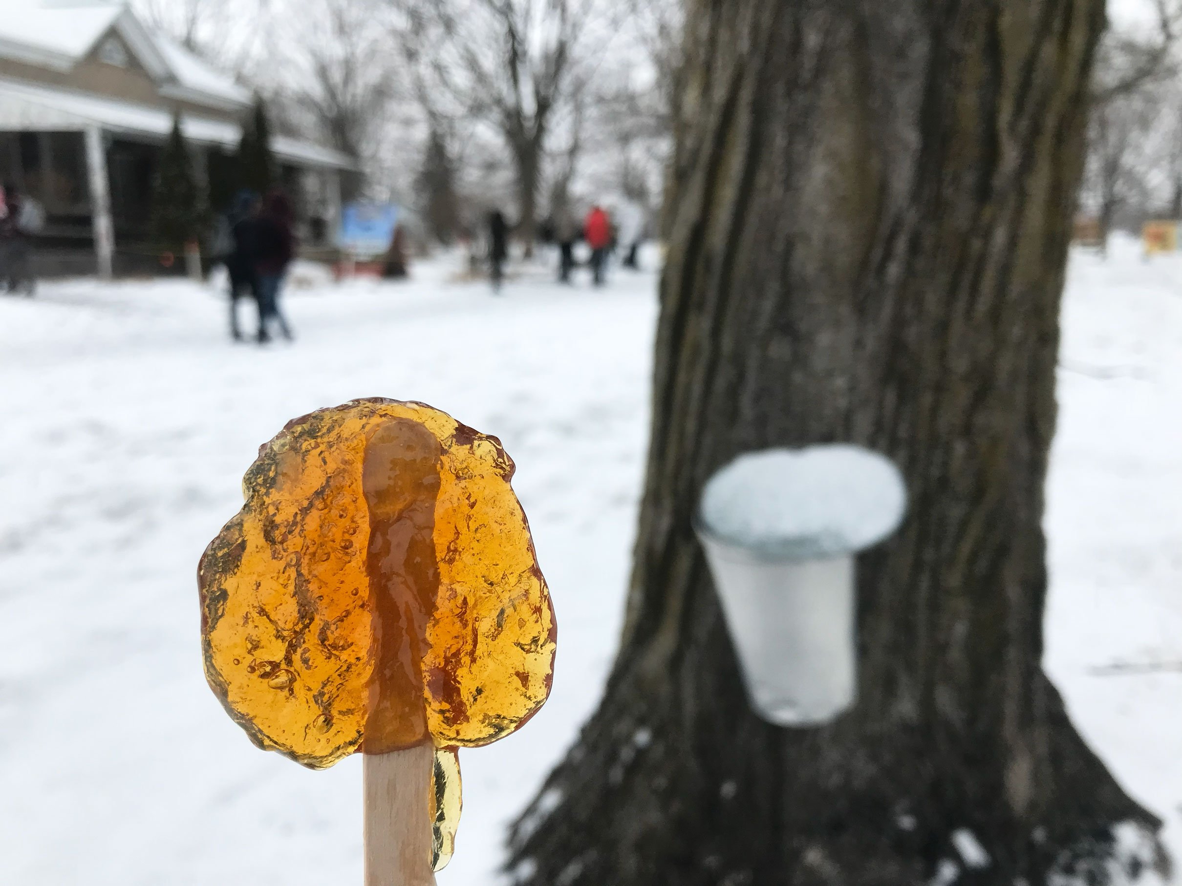 Maple taffy on a stick tapped tree with bucket maple sugar shack ottawa