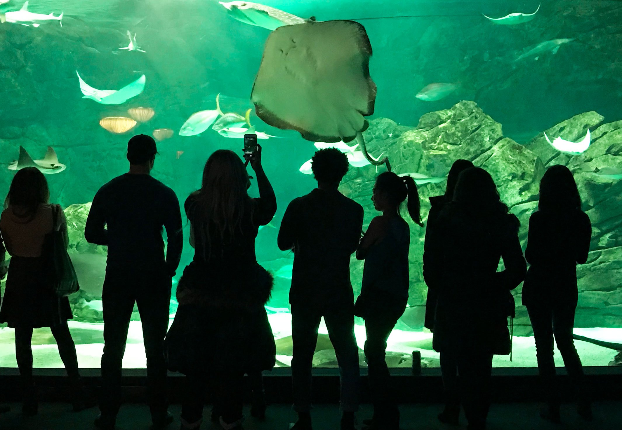 Group of people in silhouette watching large aqurium wall with stingray Ripley's Aquarium Toronto attractions discounts